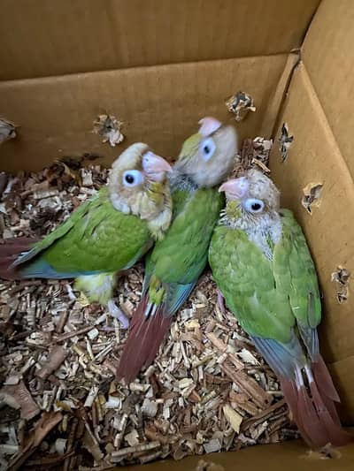 pineapple counre chicks