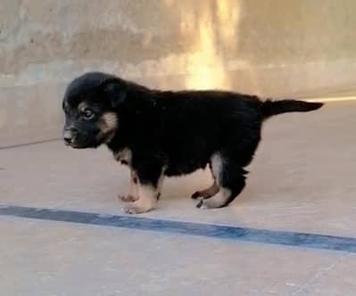 German shepherd female pup