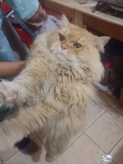 a puch face  cat Persian cat