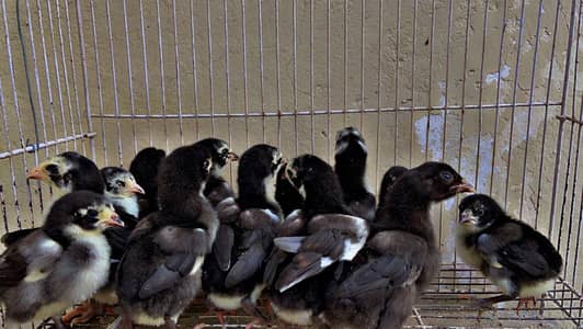 thai pokoye chiks good quality