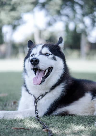 for sale Siberian Husky