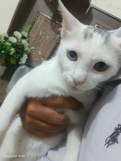 Pet Kitten for sale. Tukish Angora breed