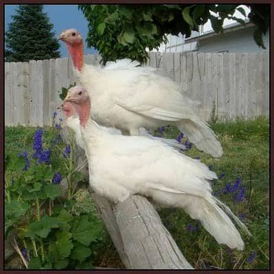 white turkey female 7000