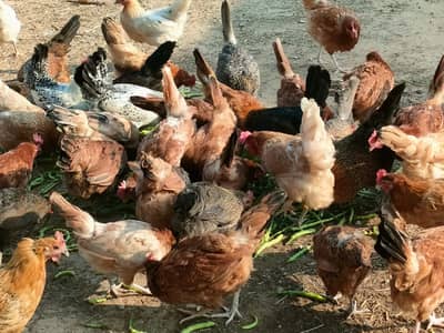 60-PCS/GOLDEN MISRI (DESI) HENS/ALL EGGS LYING HENS/O305-217958O