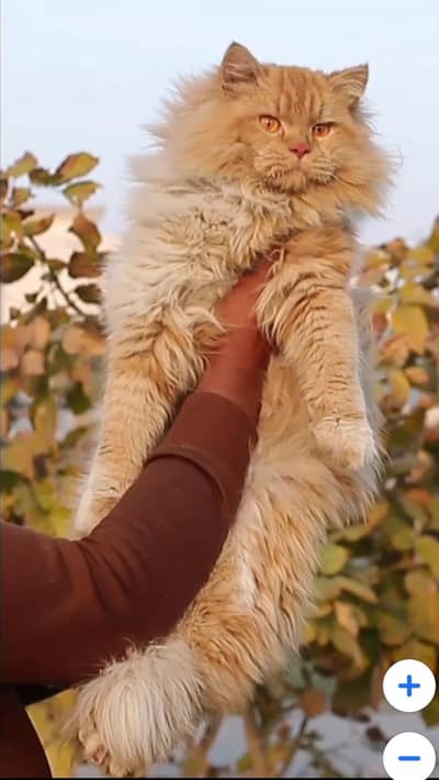 Male cat - tripple cote - persion cat - cat for sale