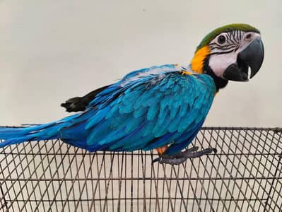 blue and gold macaw baby