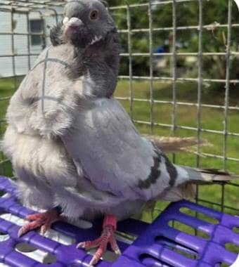 CHINESE OWL PIGEON PAIR 03271881108