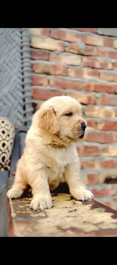 Top quality puppies for sale