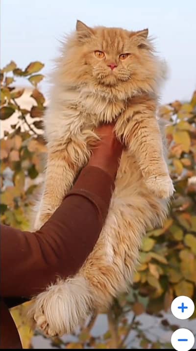 male cat - tripple cote - persion cat - cat for sale