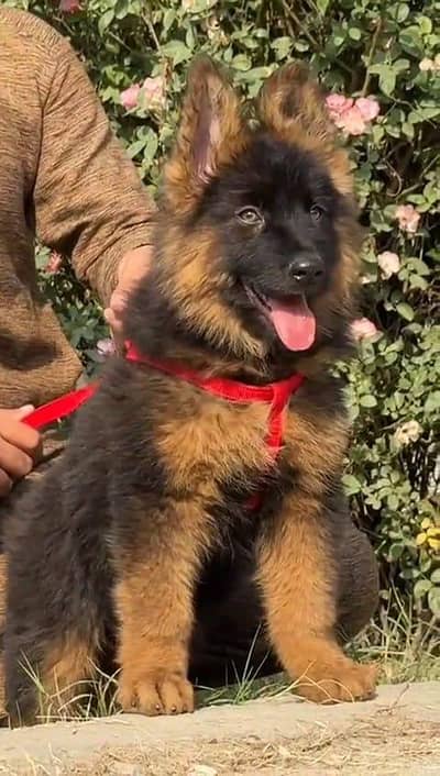 German shepherd puppies  double cot my WhatsApp number 0340729094o