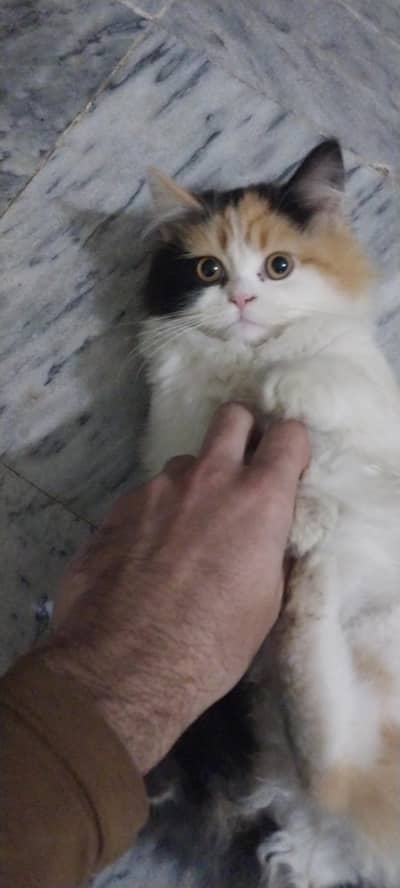 4 kittens available for sale