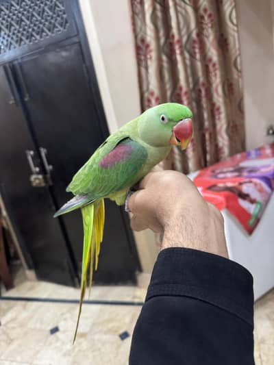 Raw Parrot Female