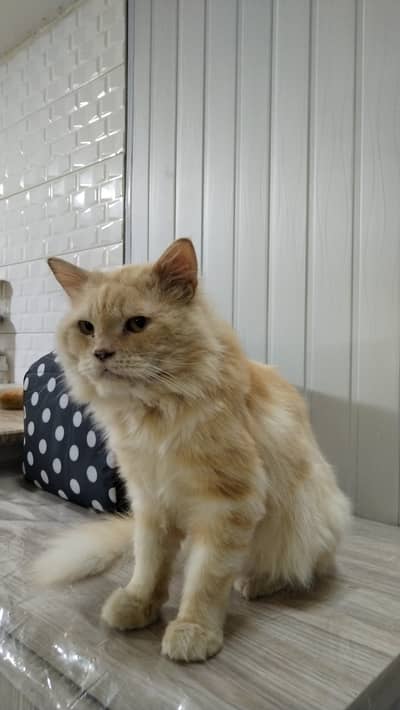 Pure Persian Fawn Male Cat