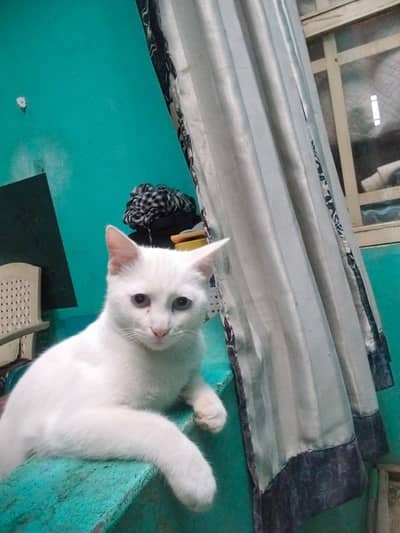 percian cat for sale