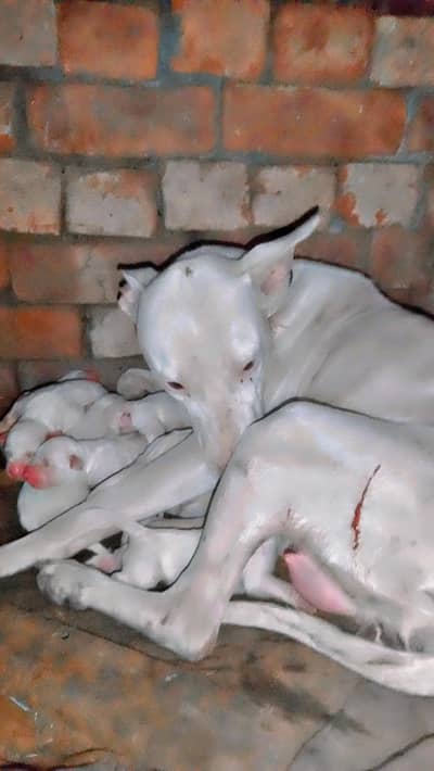 is white in colour parents