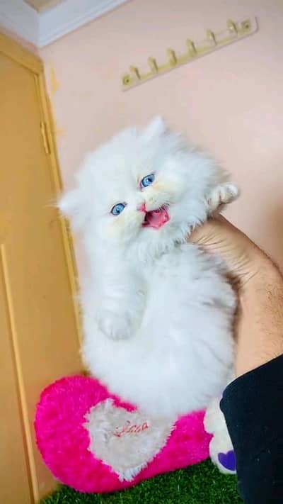 Persian kitten for urgent sale my WhatsApp number 0313496819one