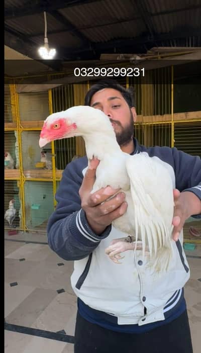 3 aseel heeri female high quality