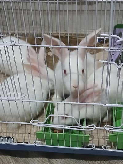 2 pair of rabbit total 4 white rabbit