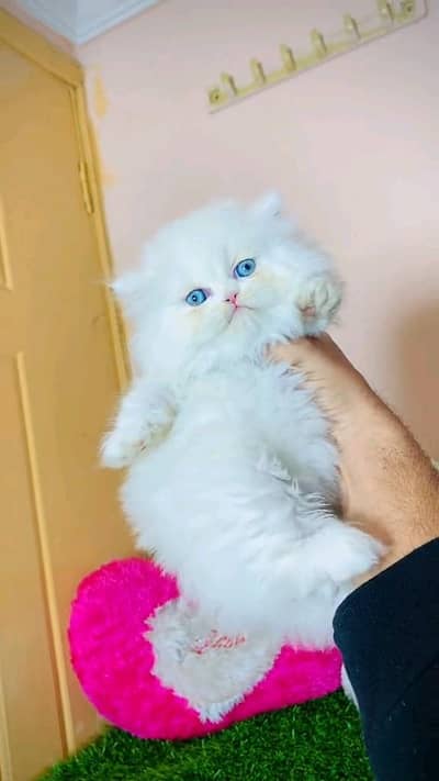 Persian kitten for urgent sale my WhatsApp number 0313496819one