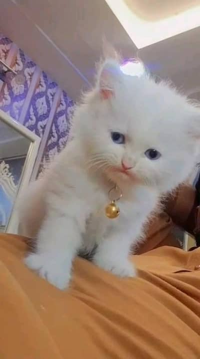 Persian kitten for urgent sale my WhatsApp number 0313496819one