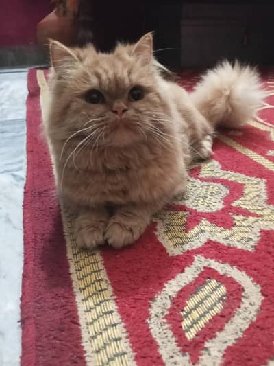 This cat is so beautiful and Healthy cat.