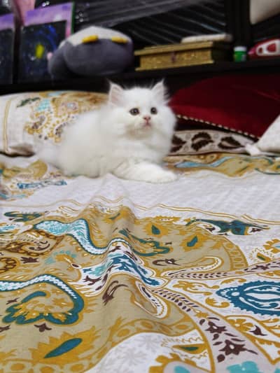 Persian cat for sale