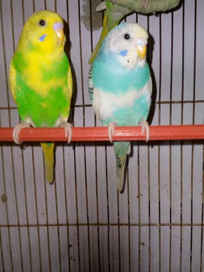healthy and active budgies for sell. . . . !