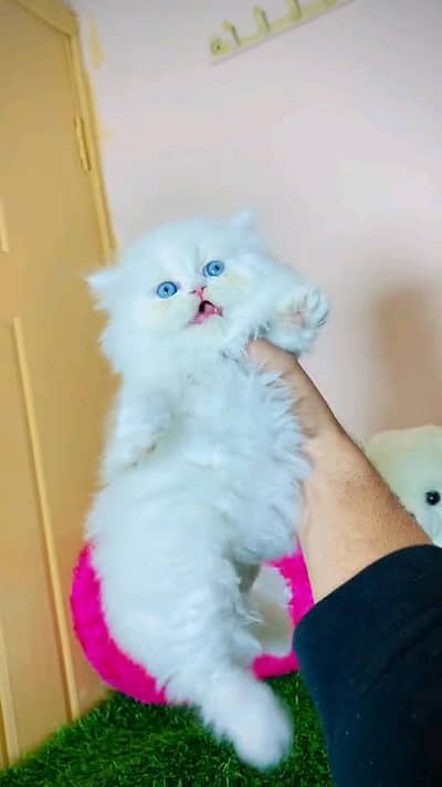 Persian kitten for urgent sale my WhatsApp number 0313496819one