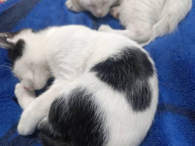 Potty trained Heart shape Kitten and blue eyes colored kitten