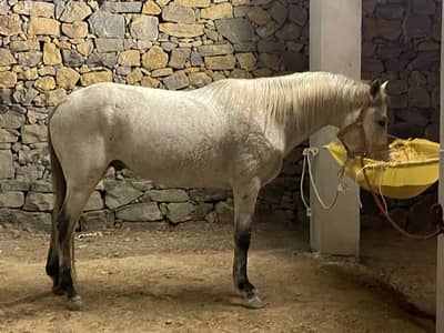 Arab Thoroughbred Horse | – Riding Horse | imported ghora