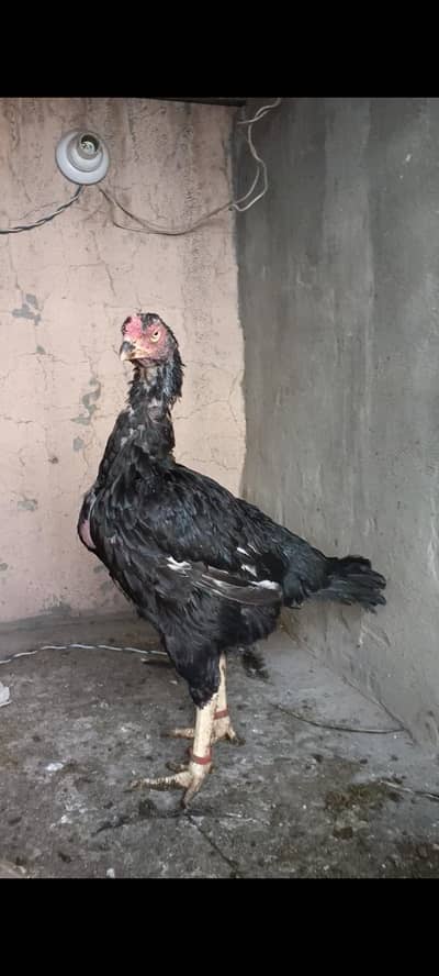 Lasani madi 0/3/20/44/65/006