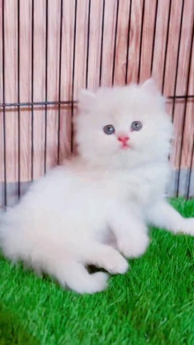 Persian kitten for urgent sale my WhatsApp number 0313496819one