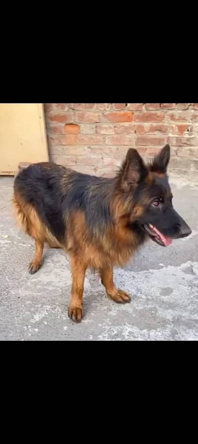 German shepherd female long coated