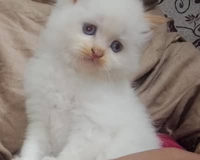 Persian cat for sale double coted
