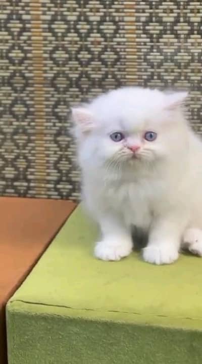 Persian kitten for urgent sale my WhatsApp number 0313496819one
