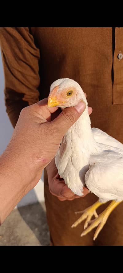 indian parrot beak chicks