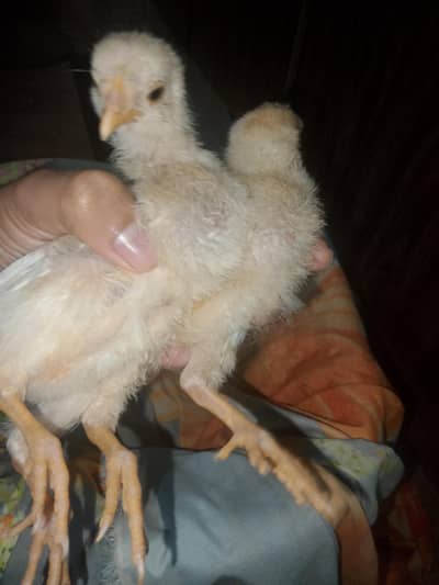 5 chicks are available