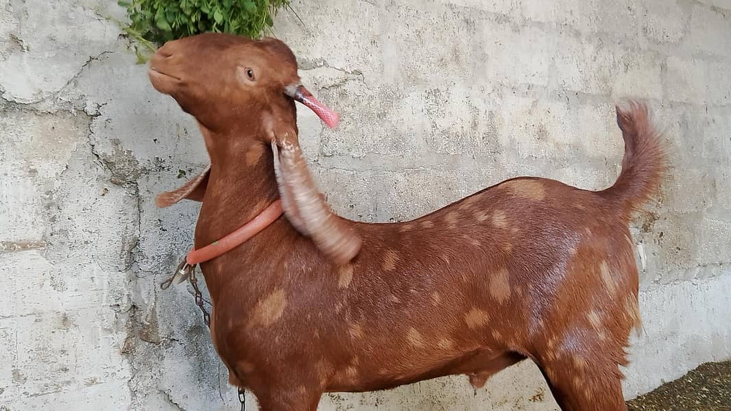 bakra khassi 3