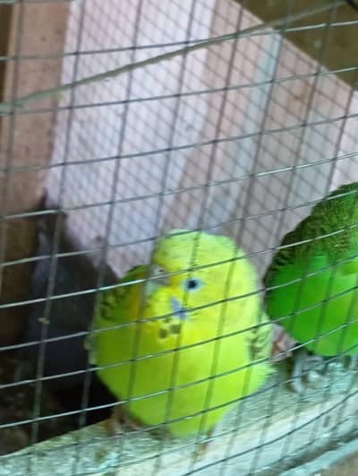 budgies parrots pair
