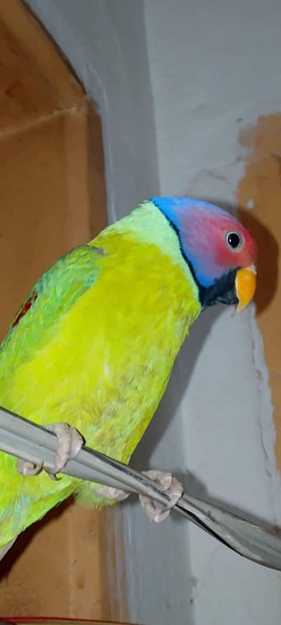 plum headed parrot active male