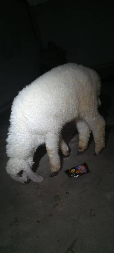 Dumba Age 4.5 month Ready to Qurbani