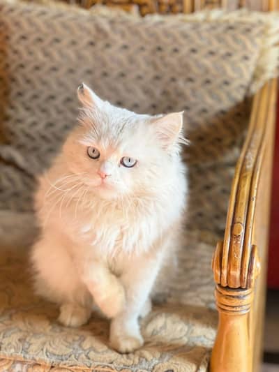 Persian male cat