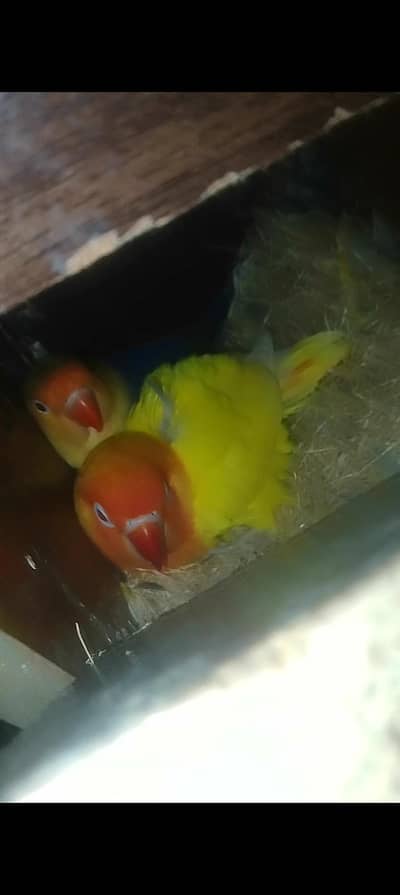 love bird and Australian parrot pair