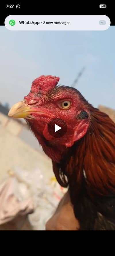 +92 300 7948806 Massallah Boht acha murga ha