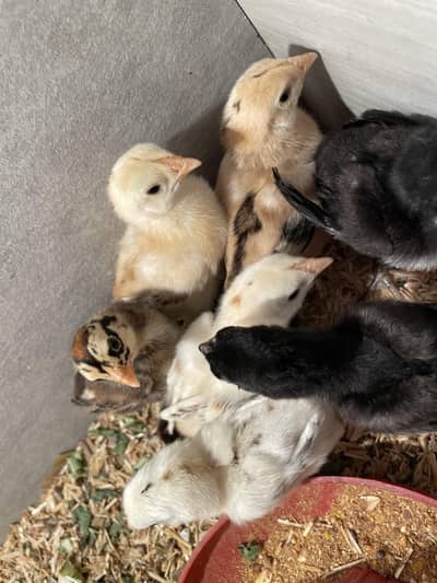 ASEEL CHICK AVAILABLE