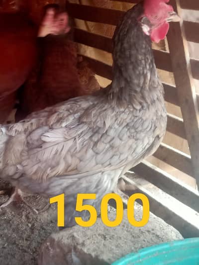 Pure home breed ande dati ha