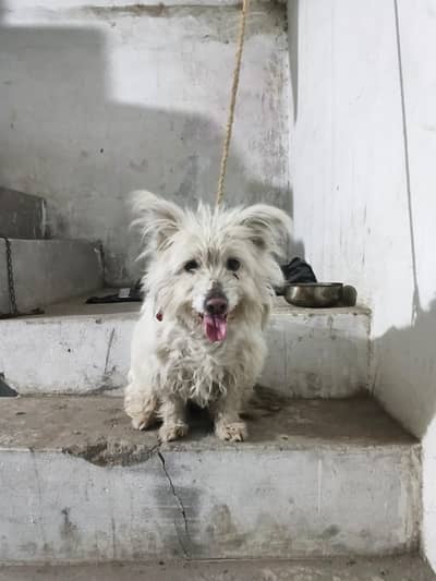 heet pr any wali hai urgent sale krni hai. . . 03102454571