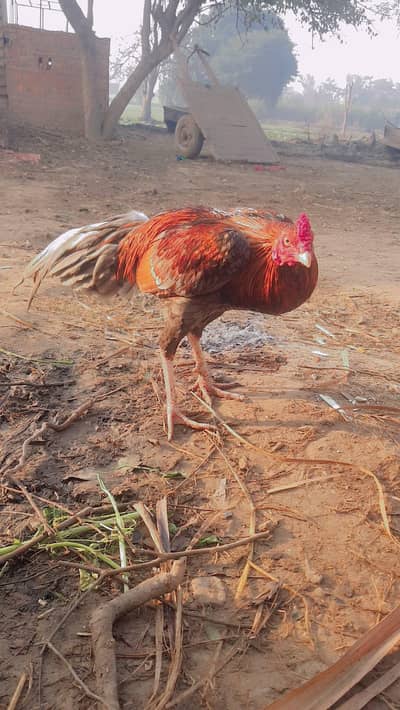 Aseel phata for sale