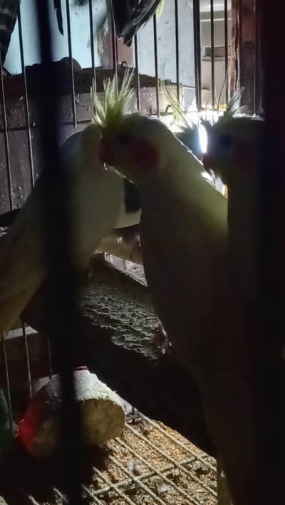 Red eyes cocktail for sale common white