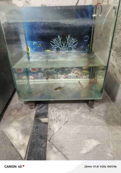 Aquarium with filter and 5 fishes